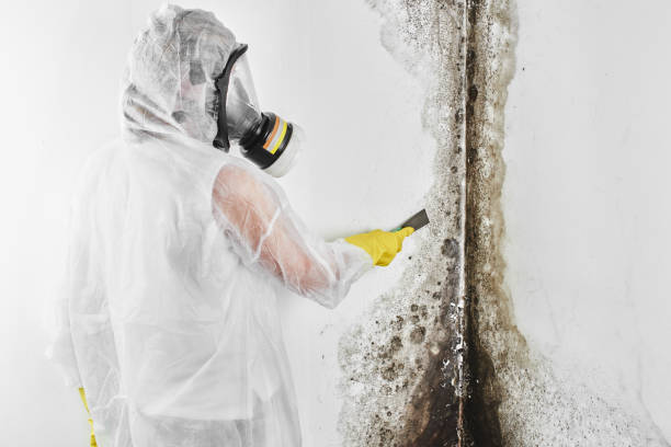 Reliable Lake Station, IN Mold Removal Solutions