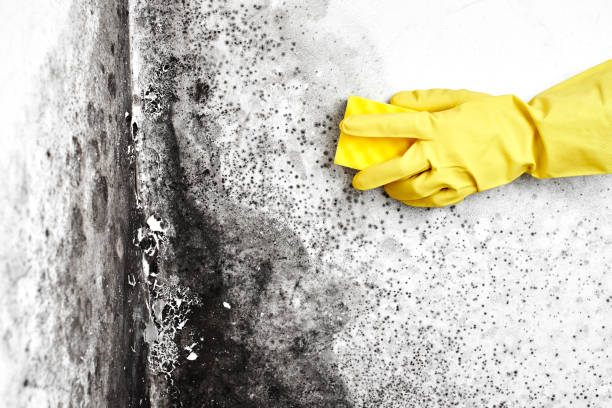 Best Mold Remediation  in Lake Station, IN