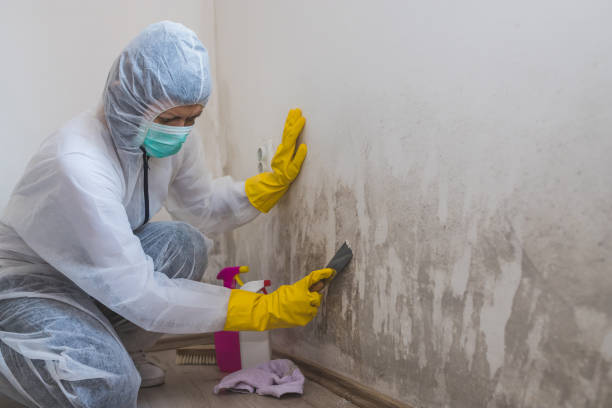 Best Commercial Mold Removal  in Lake Station, IN