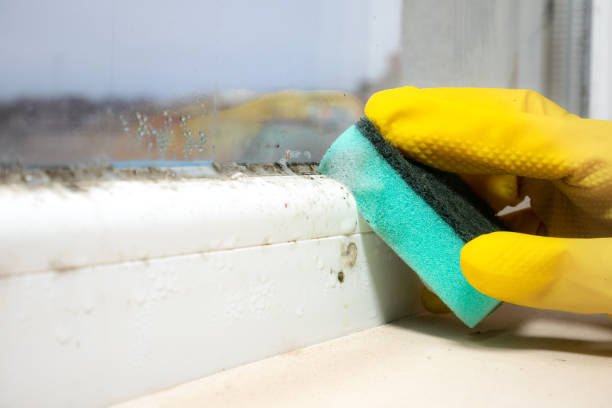 Best Same-Day Mold Removal  in Lake Station, IN