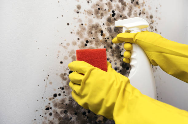 Best Attic Mold Removal  in Lake Station, IN