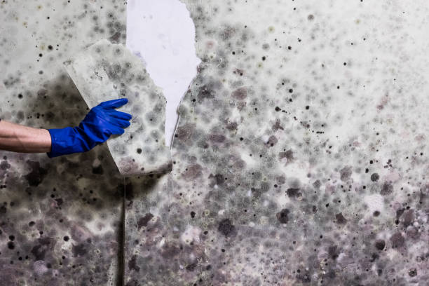 Best Mold Testing  in Lake Station, IN