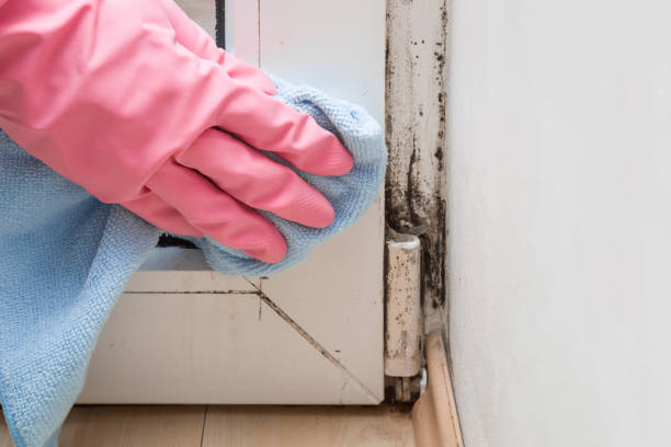 Best Toxic Mold Removal  in Lake Station, IN